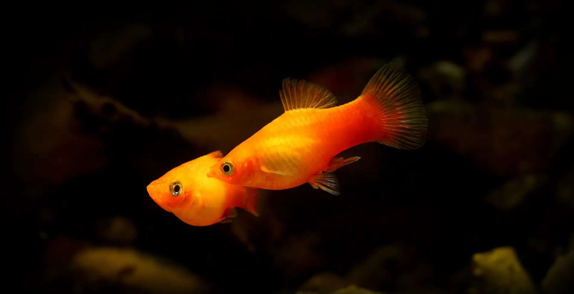 Imagem de fundo de Platy - Poytara